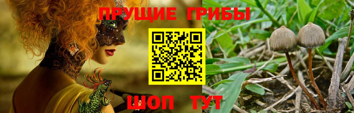 Псилоцибиновые грибы ЛСД  Вход с VPN  Тверь  Галлюциногенные грибы Psilocybine cubensis 